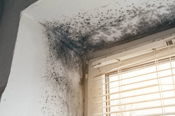 Affordable Mold Cleanup solutions in Nashville, IL